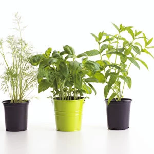 Three plant pots containing herbs