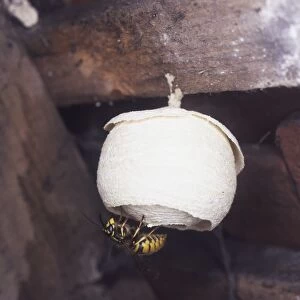 Queen wasp hanging upside-down from her nest
