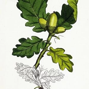 Quercus sessiliflora, Sessile-fruited Oak