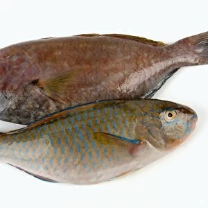 Two raw parrotfish