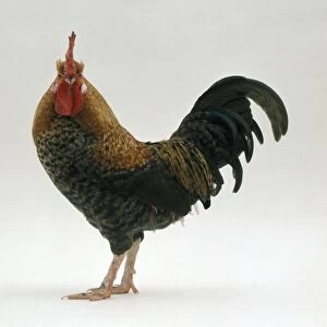 A rooster, side view, looking at camera