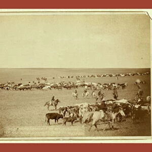 Round-up Scenes On Belle Fouche [sic] In 1887