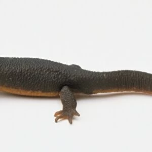 A salamander side view