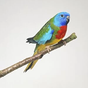 Scarlet-chested Parrot (Neophema splendida) perching on branch, side view