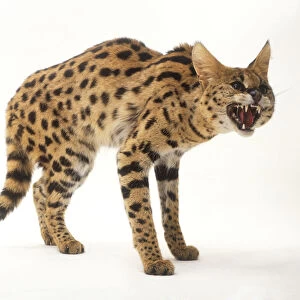 A serval cat (Felis serval) showing its teeth
