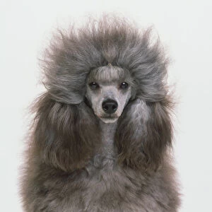 Shaggy grey poodle, front view