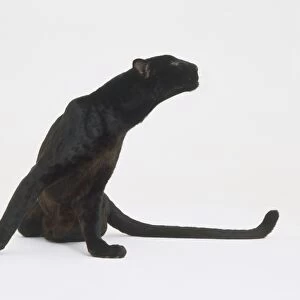 Sitting Black Panther (Panthera pardus) stretching its neck sideways alertly, its long tail resting on the floor, front view