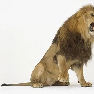 Sitting Lion (Pantera leo) roaring and lifting one of its paws, side view