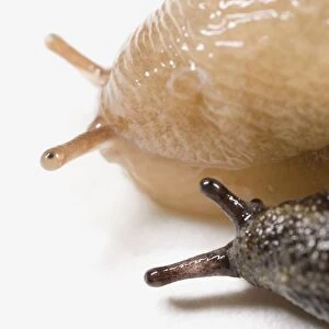 Two slugs, extreme close-up