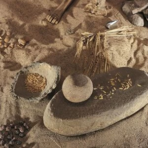 Sweden, Stockholm, reconstruction of Neolithic settlement with Mortar, wheat and hazelnuts, discovered south of Swedish coast