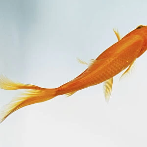 Swimming Goldfish (Carassius auratus), view from above