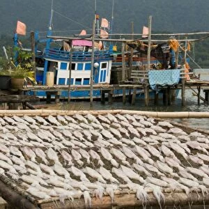 Thailand, Ko Chang, squid laid out for drying at Salak Phet