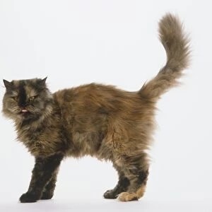 Tortoiseshell cat standing with its tail in the air
