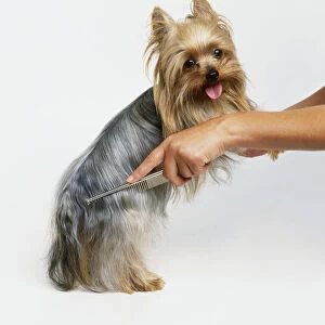 Using comb on a Yorkshire Terrier, side view