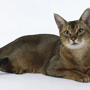 Usual Abyssinian cat with large pricked ears and black tipped tail, lying down