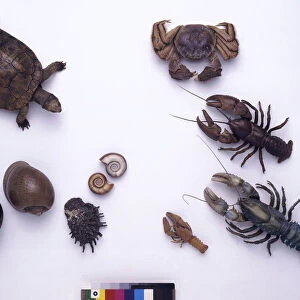 Various sea creatures, lobsters, mitten crabs, turtle and fossils