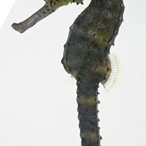 Side view of a live sea horse in a glass tank