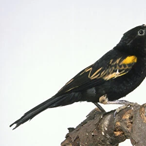 Side view of a White-Winged Widowbird, Euplectes albonotatus, perching on a decaying branch, with head in profile and looking upwards