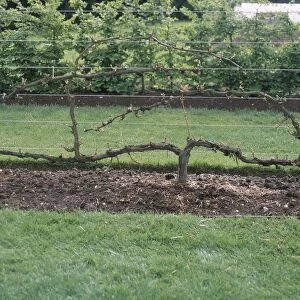 Vitis vinifera (Grape vine) trained against wire structure in a garden