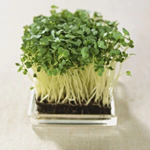 Watercress growing in square glass tray, elevated view
