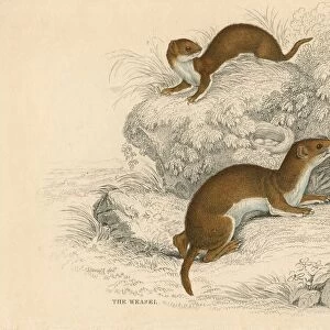 Weasel (Putorius nivalis / Mustela vulgaris) the smallest European carnivore. Often