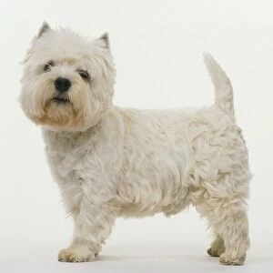 West Highland White Terrier, small dog with white fur