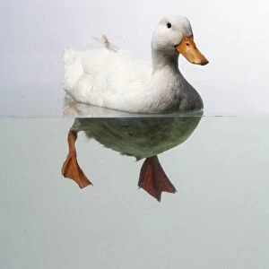 White Duck (Anatidae) swimming in water