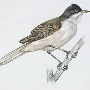 Zoology: Birds - Passeriformes - Western Orphean Warbler (Sylvia hortensis). Art work