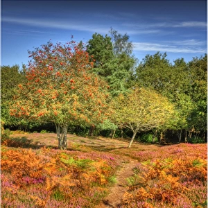 Arne forest Dorset England