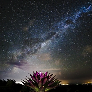 Bromeliad and stars
