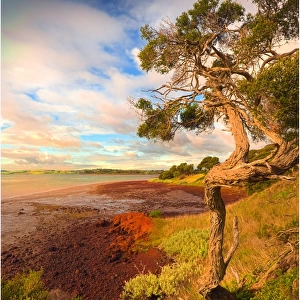 Churchill Island, is a small islet just offshore Phillip Island, in Western-port bay, Victoria, Australia