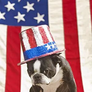 Patriotic Boston terrier dog in hat posing with American flag