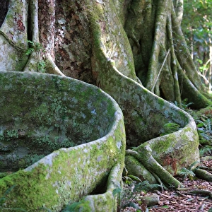 Rainforest tree - Buttress roots