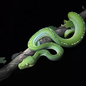 Wild green tree python (Morelia viridis) on branch with vine