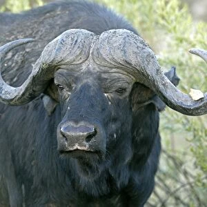 African buffalo, affalo or cape buffalo -Syncerus caffer-, Okavango Delta, Botswana, Africa