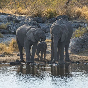 African Elephants -Loxodonta africana-, adults with calf drinking at the Nuamses waterhole, Etosha National Park, Namibia