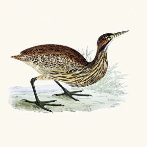 American Bittern bird 19 century illustration