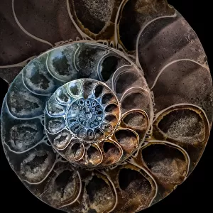 Ammonite 2