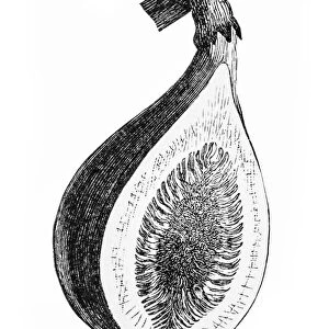 Antique illustration of fig section