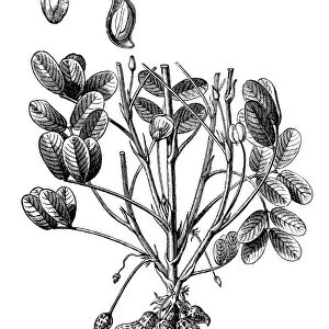 Arachis hypogaea, the peanut or groundnu