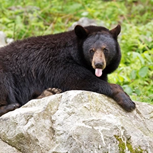 Black bear sticks out tongue