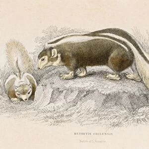 Brown skunk engraving 1855