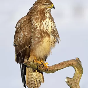 Buzzard (Buteo buteo), perched on a branch in a snow-covered landscape, Swabian Alb Biosphere Reserve, Baden-Wuerttemberg, Germany