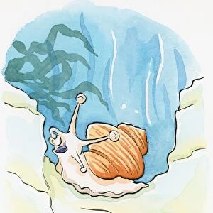 Cartoon of Common Periwinkle (Littorina littorea), an underwater sea snail using tentacle to put food in open mouth