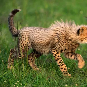 Cheetah cub (Acinonyx jubatus), Masai Mara National Reserve, Kenya