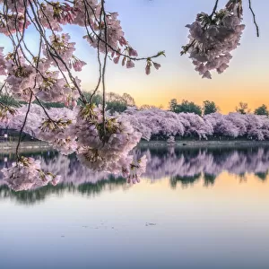 Cherry Blossom Sunrise over Tidal Basin