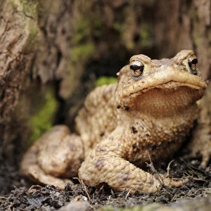 Common toad (Bufo bufo) on the forest floor in a lowland forest near Leipzig, Saxony, Germany, Europe