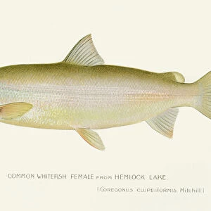 Common whitefish female illustration 1897