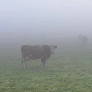 Cows on a pasture in the fog, Lake Staffelsee, Seehausen, Murnau, Upper Bavaria, Bavaria, Germany, Europe, PublicGround