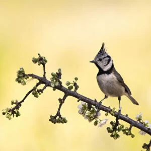 Crested Tit, bird of the species (Lophophanes cristatus ), of the family Paridae, perched on a branch with flower buds